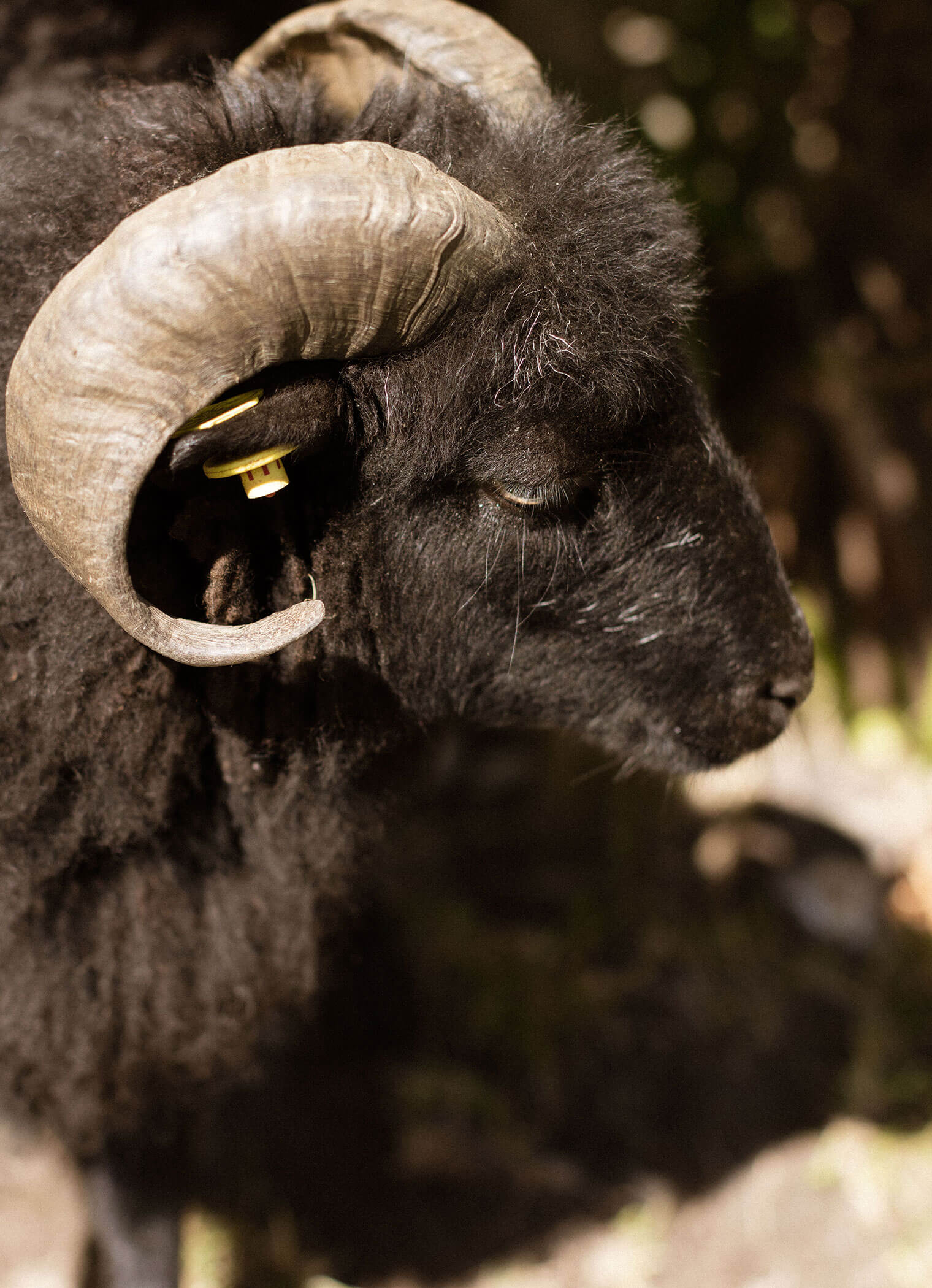 Emil & Ludwig - Sonnenhof