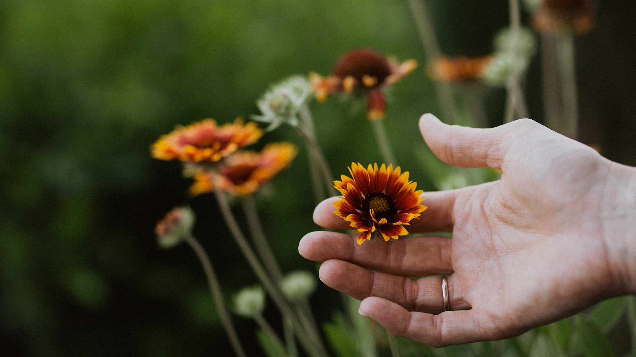 Flowers in the Sonnenhof garden