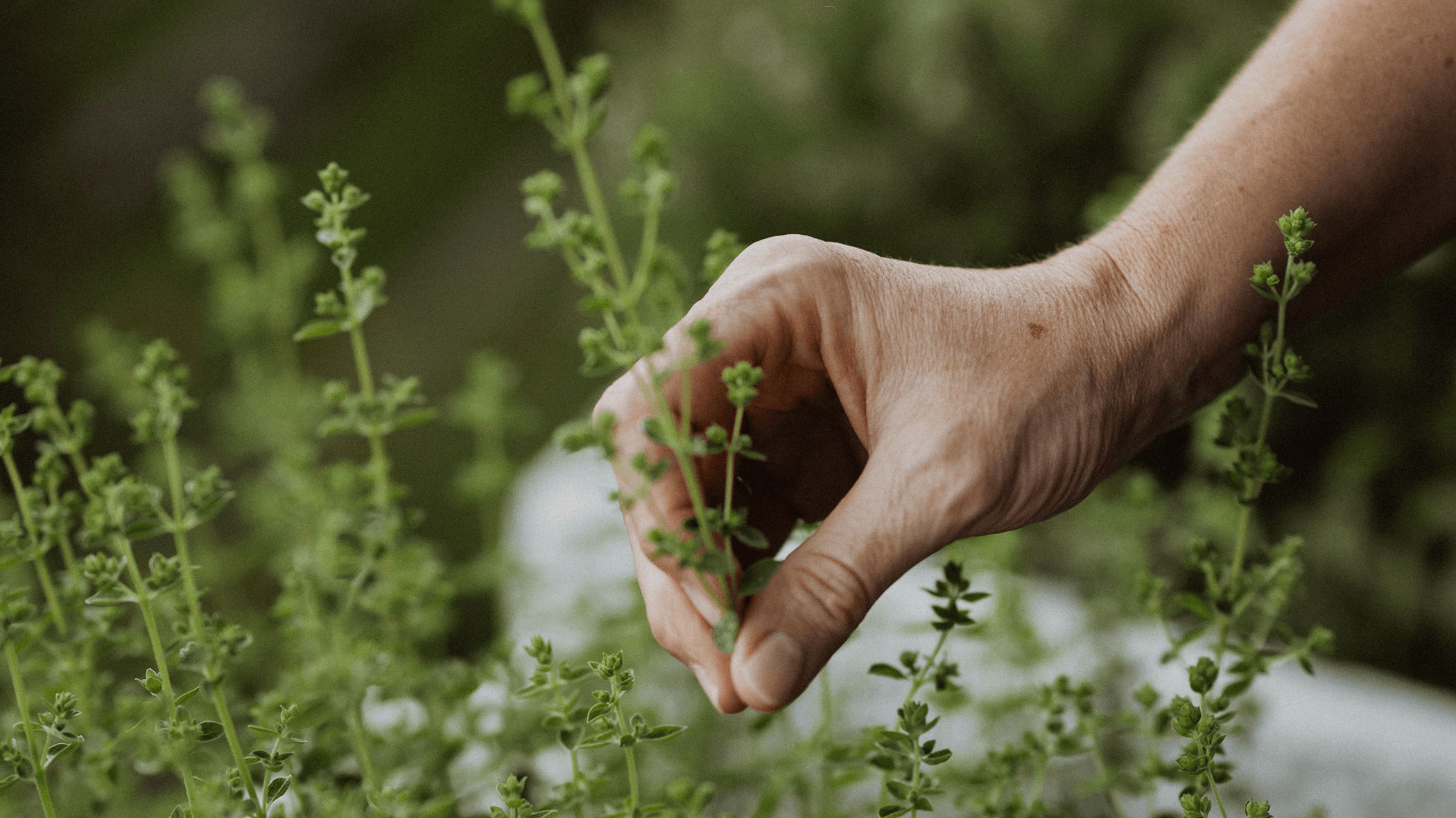 Picking herbs from our own garden