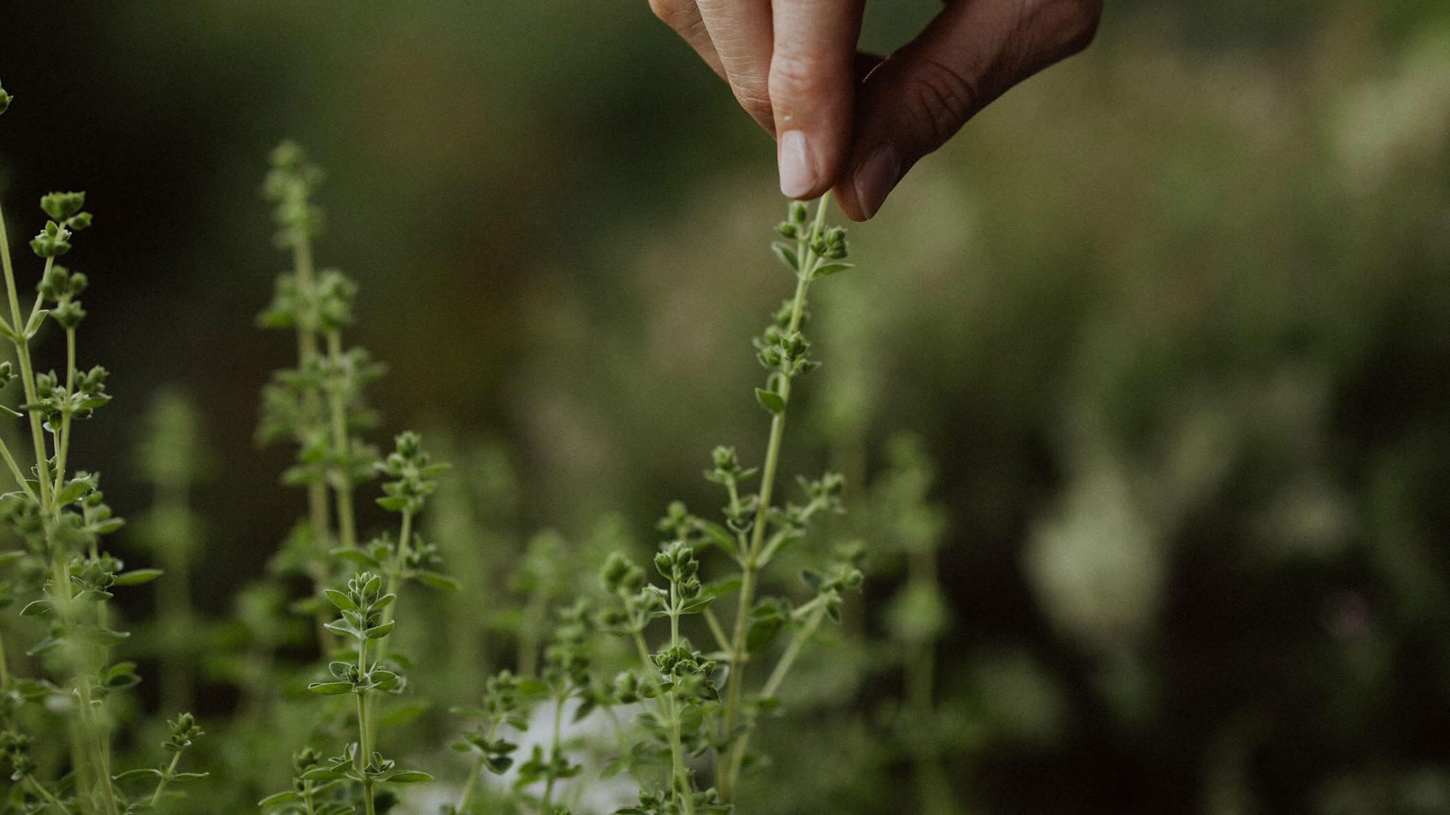 Picking herbs from our own garden